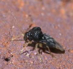 Pycnoderes medius