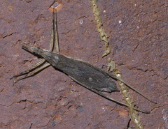 Pygolampis pectoralis