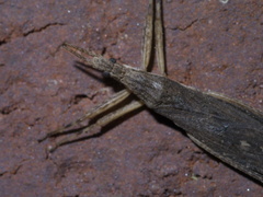 Pygolampis pectoralis