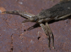 Pygolampis pectoralis