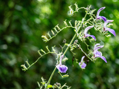 Brillantaisia owariensis, photograph (c) rainerburkard, some rights reserved (CC BY)