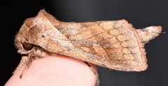 Bellura densa