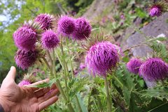 Cirsium purpuratum