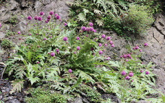 Cirsium purpuratum