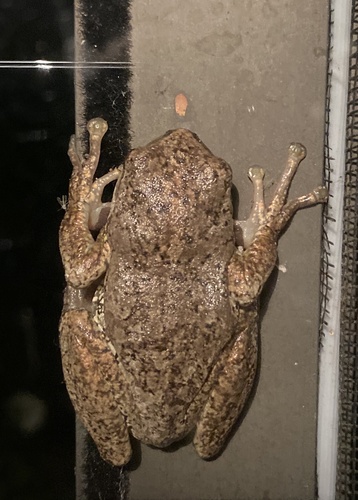 Northern Streamside Tree Frog