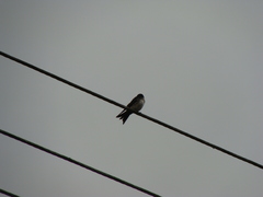 Pygochelidon cyanoleuca