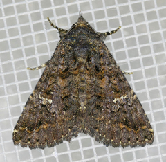 Coxina cinctipalpis