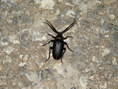 Prionus besikanus