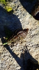 Elimia floridensis