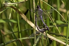 Libellula incesta