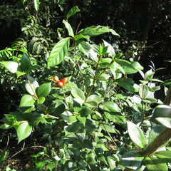 Alyxia oblongata