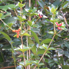 Alyxia oblongata