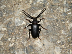 Prionus besikanus