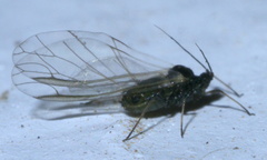 Rhopalosiphum