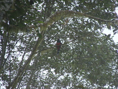 Trogon personatus
