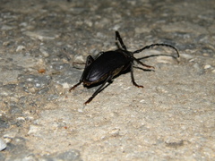 Prionus besikanus