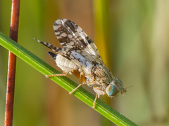 Tephritis bardanae