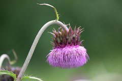 Cirsium purpuratum
