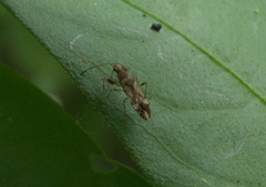Neopamera albocincta