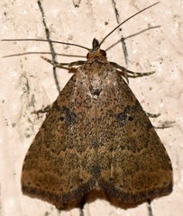 Arugisa latiorella