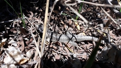 Stenocercus guentheri