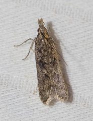 Dichomeris ligulella