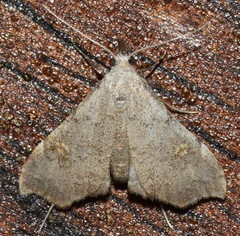 Redectis pygmaea