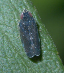 Scaphytopius frontalis