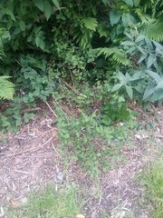 Cotoneaster pannosus