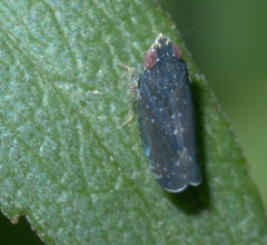 Scaphytopius frontalis