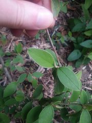 Cotoneaster pannosus