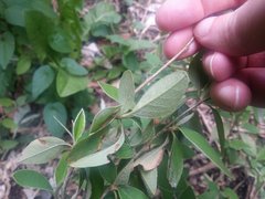 Cotoneaster pannosus