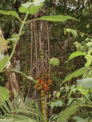 Chamaedorea linearis