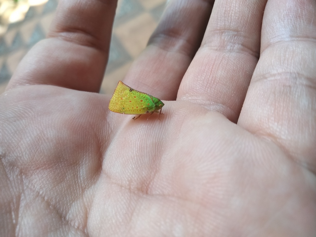 Neomelicharia cicatricosa