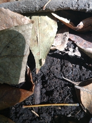 Aufeius impressicollis