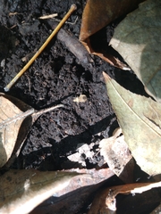 Aufeius impressicollis