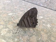 Magneuptychia