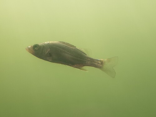 Japanese seabass (Lateolabrax japonicus) — Lateolabracidae