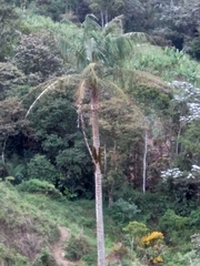 Ceroxylon echinulatum