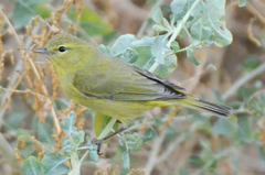 Leiothlypis celata lutescens