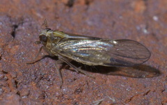 Muellerianella laminalis