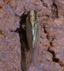 Muellerianella laminalis