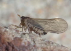 Muellerianella laminalis
