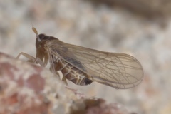 Muellerianella laminalis
