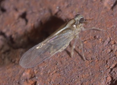 Muellerianella laminalis