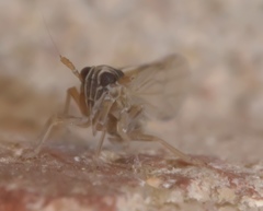 Muellerianella laminalis