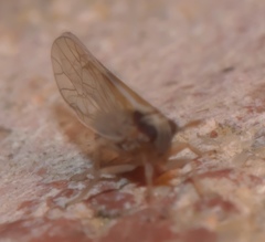 Muellerianella laminalis