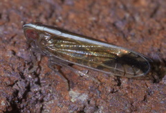 Stenocranus lautus
