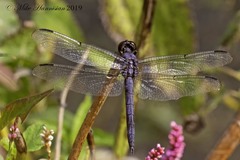 Libellula incesta