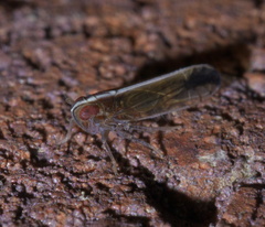Stenocranus lautus